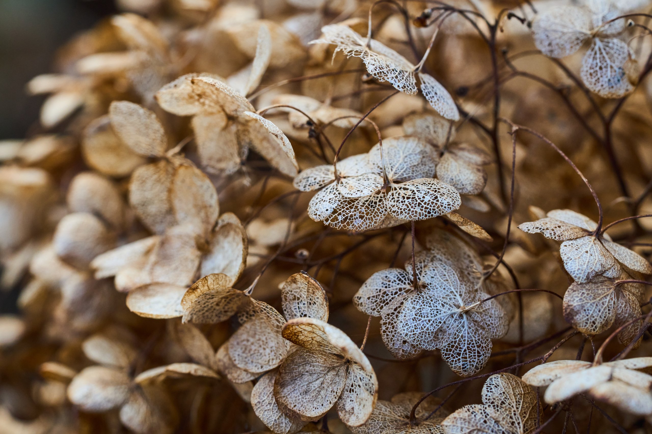 2025 11 02 Gruga 0064